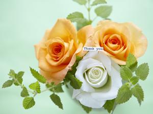 即日発送できるフライヤーに印刷を依頼